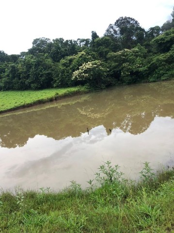 Fazenda em Gurupi.  - Foto 5