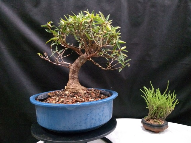 Pre bonsai ficus nerifolia 