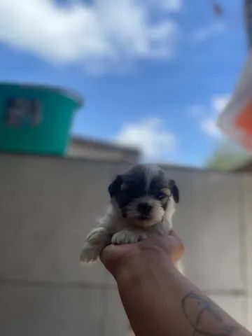 Cachorro 
