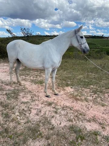 Égua Mangalarga Marchador - Registrada