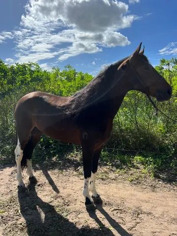 Disponível Cavalo Castanha Pampa 