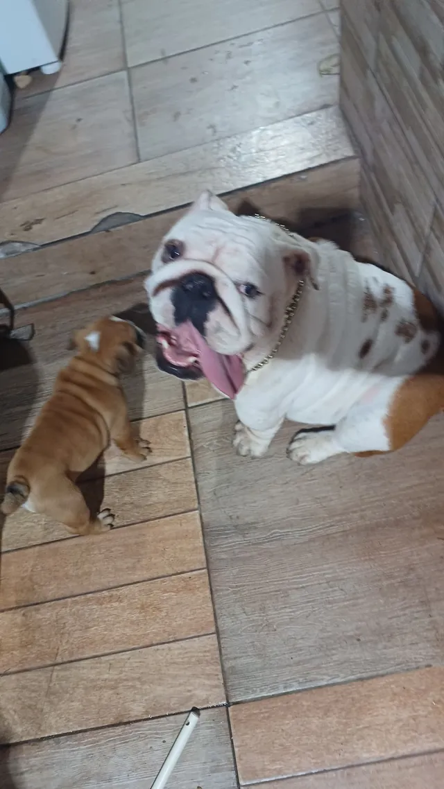 Bulldog ingles preto  +24 anúncios na OLX Brasil