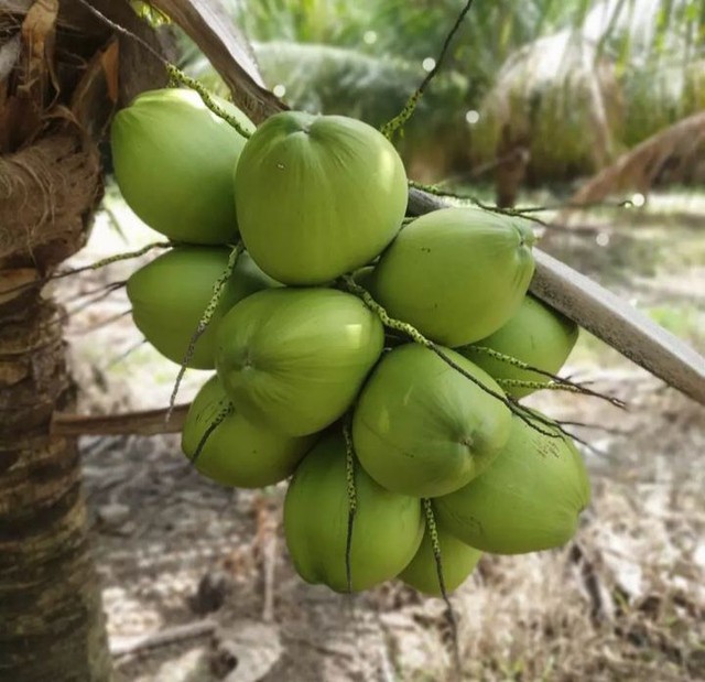 Coco verde  - Foto 4