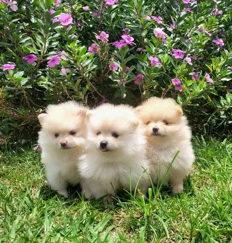 Spitz Alemão anão fêmea - Lulu da Pomerânia - 12x sem juros - envio grátis. - Foto 5