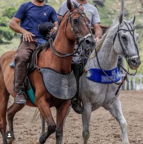 Cavalo de esteira - Cavalos e acessórios - Boca da Mata 1256655255