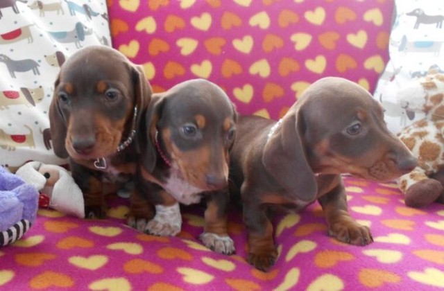 machos e Fêmeas de Dachshund,basset,salsicha. 