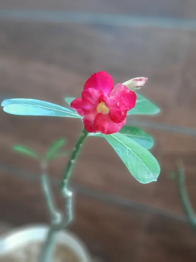 Rosa do deserto natural de semente flores sortidas