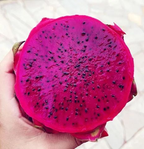 Vendo mudas pitayas vermelha Costa Rica  - Foto 2