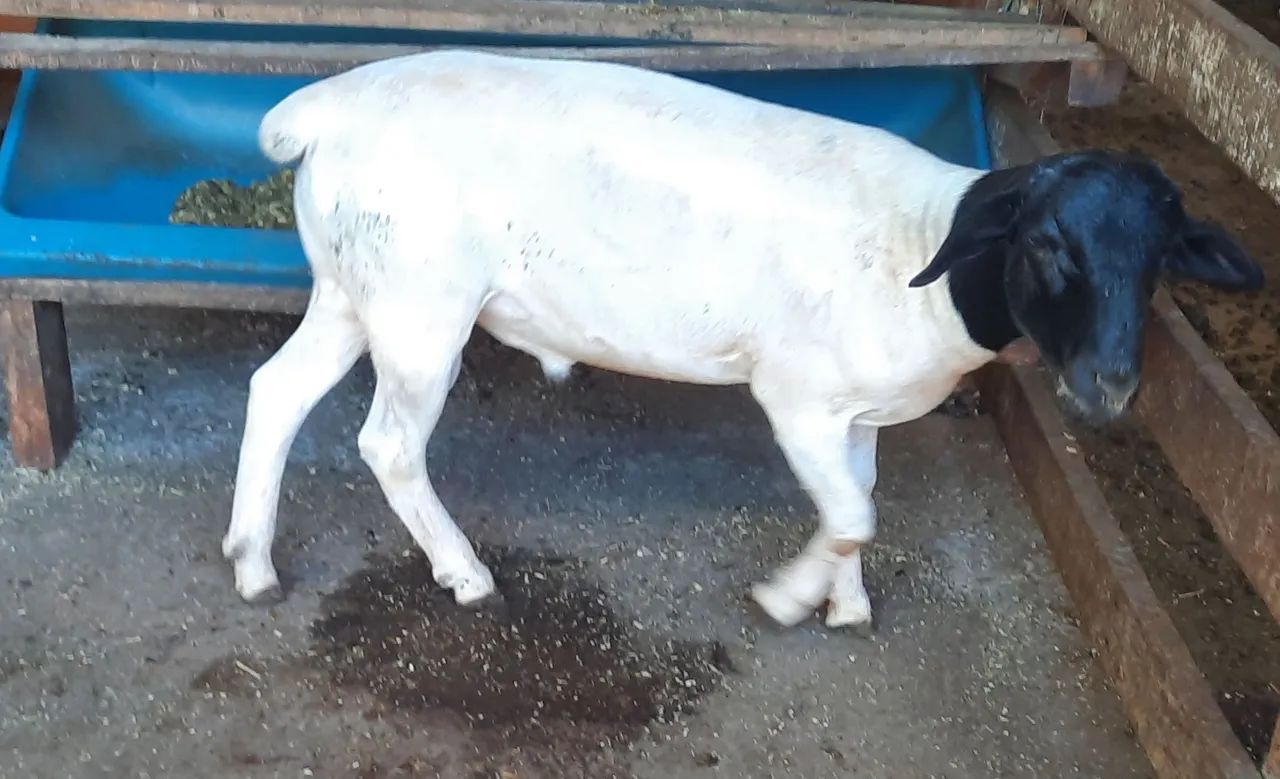 Borrego Dorper  PO Genética Buria - Foto 3