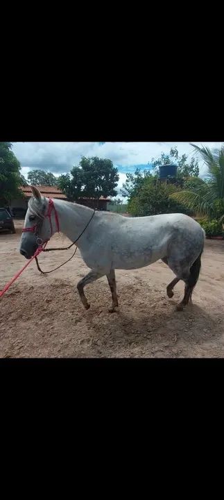 Egua Mangalarga Marchador 