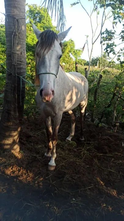 Potro com 4 anos de idade! - Foto 3