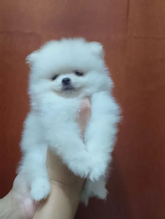 Spitz alemão anão macho / lulu da pomerânia  - Foto 2