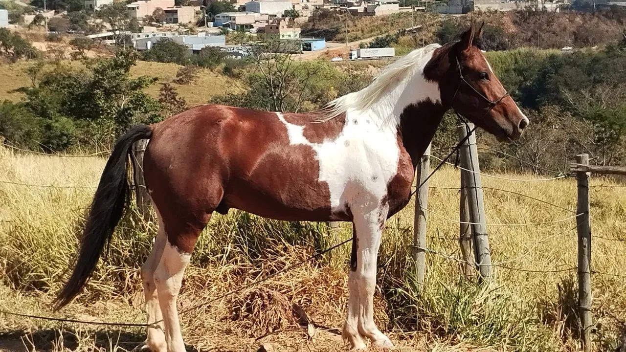 Cavalo pampa 4 anos marcha picada - Cavalos e acessórios - Cidade Neviana,  Ribeirão das Neves 1323181848 | OLX