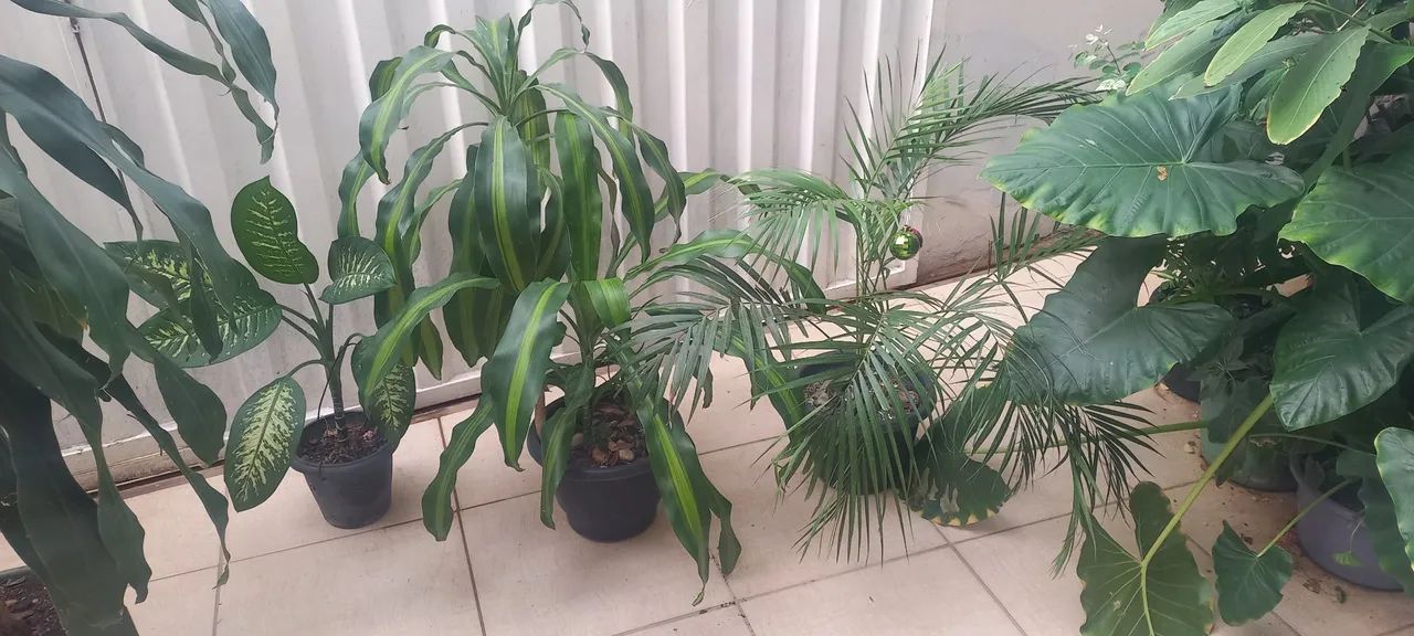 Plantas ornamentais para jardim! - Foto 6