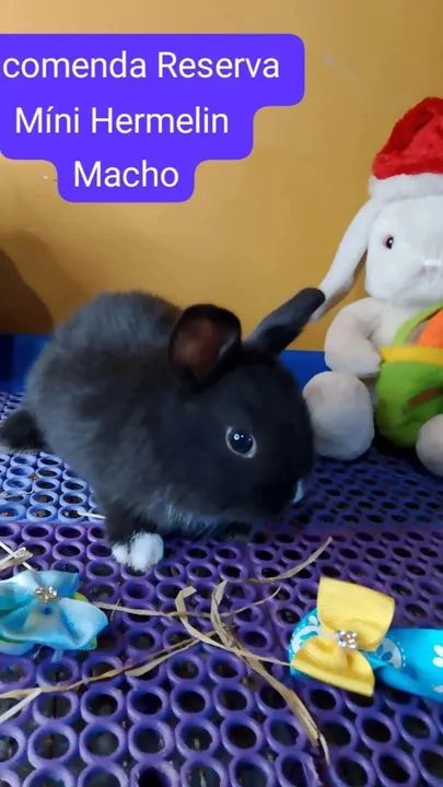 Mini Coelho Raças Variadas  - Foto 2