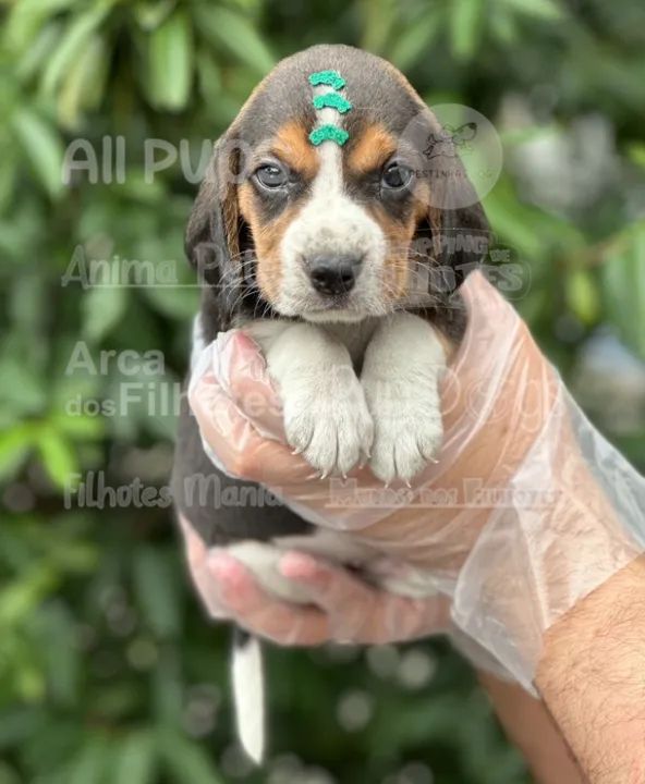 Beagle Miniatura Contrato de compra e venda com garantia - Foto 3