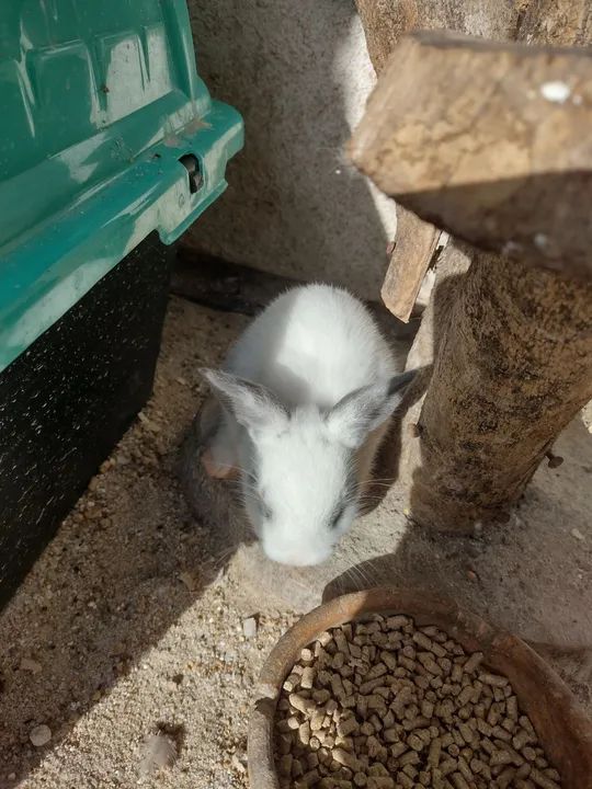 Mini coelho  - Foto 3