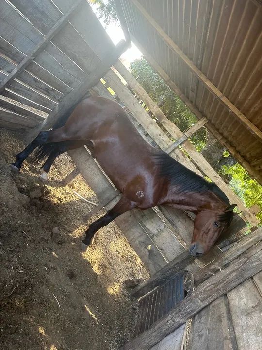 Cavalo manga larga machador inteiro - Foto 2