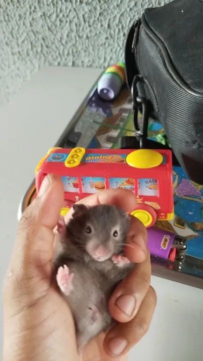 Filhote de hamster sírio - Foto 2