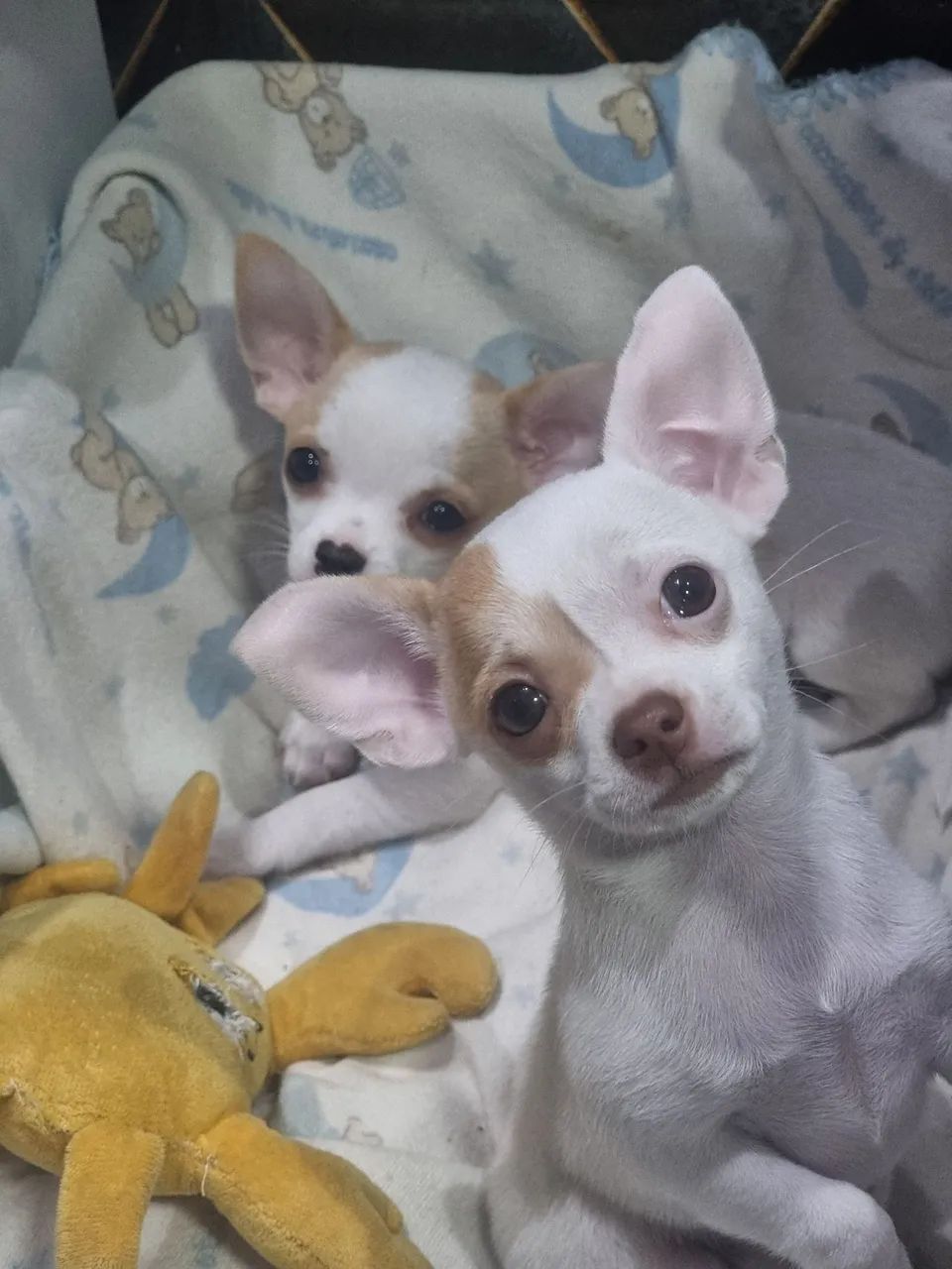Cebu Olx Chihuahua Puppies For Sale Pinscher Zero Cachorros