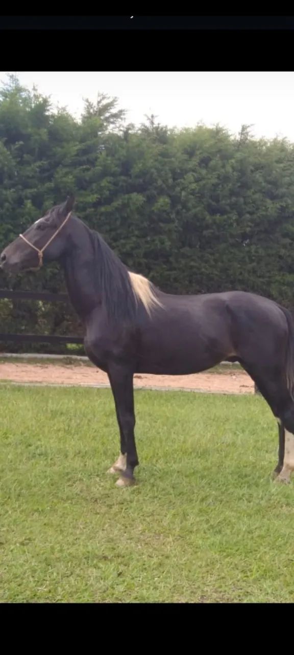 Garanhão MM preto pampa registrado