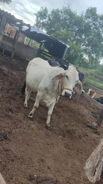 Vaca Leiteira  - Foto 3