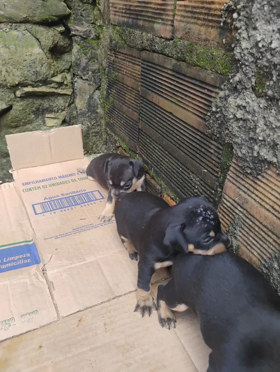 Filhotes de Pinscher