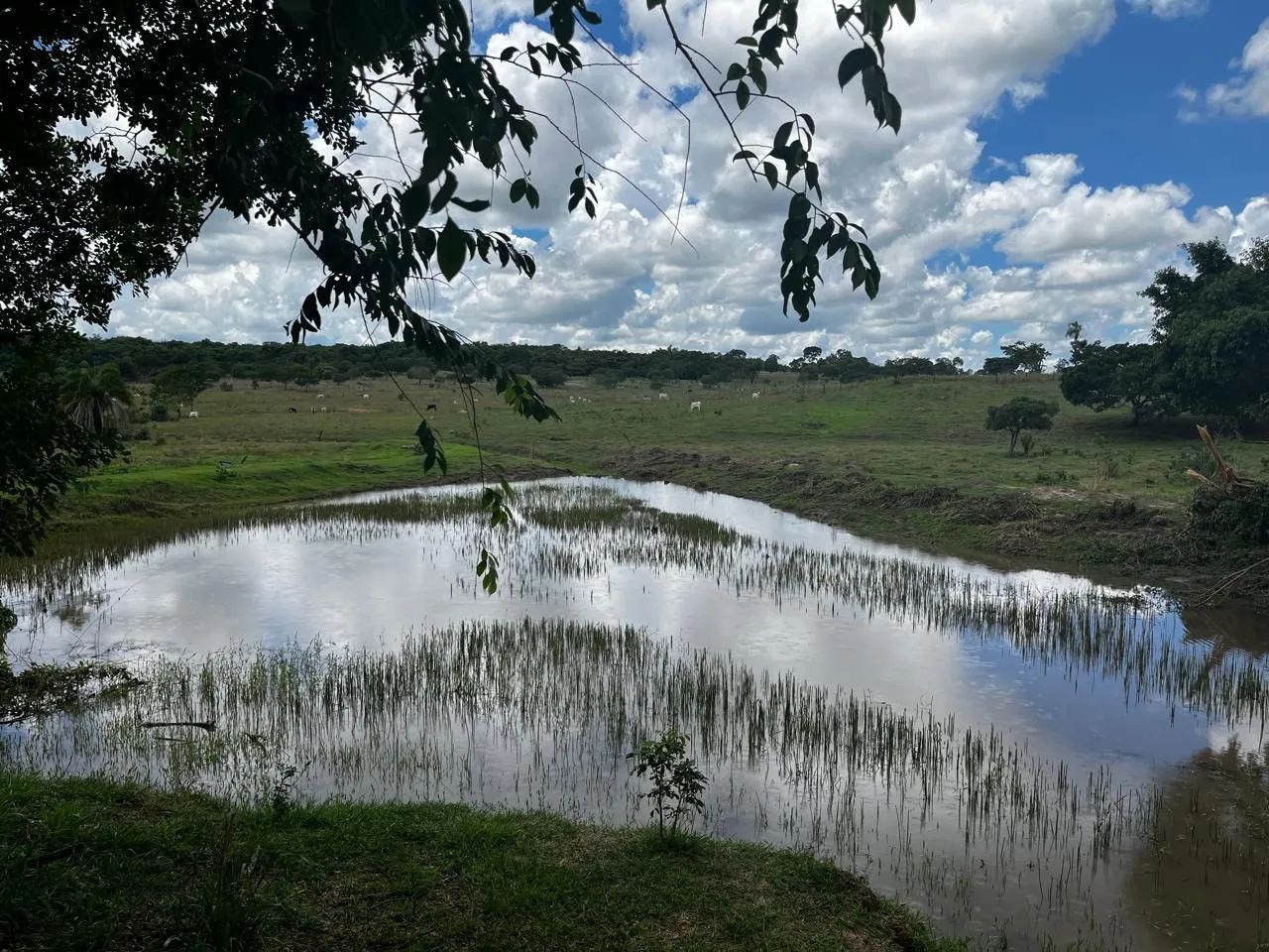 Ótima chácara em novo Brasil GO  - Foto 3