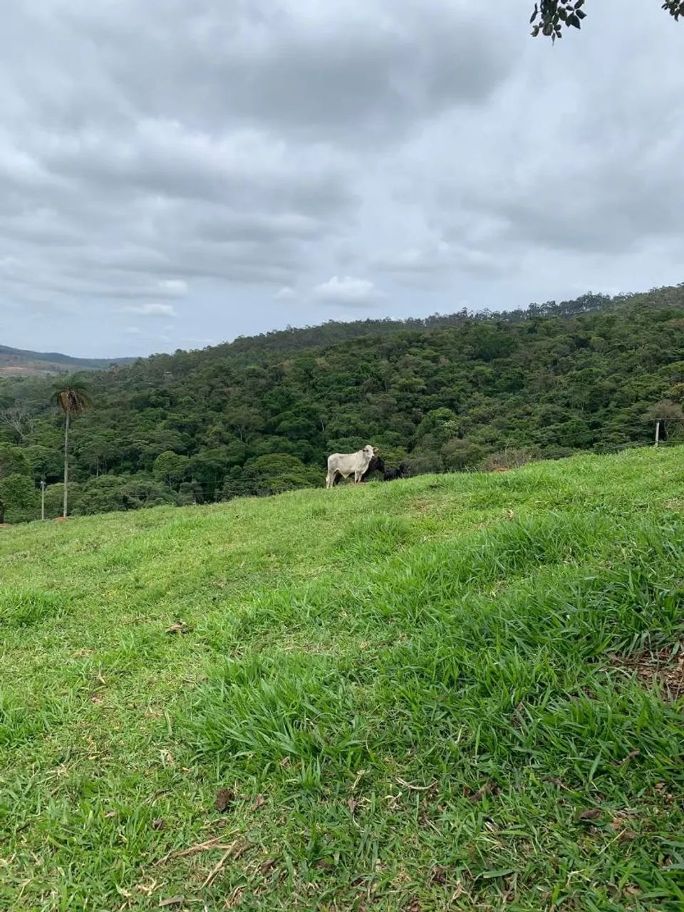 Fazenda 19 hectares a 48 km de BH. - Foto 4