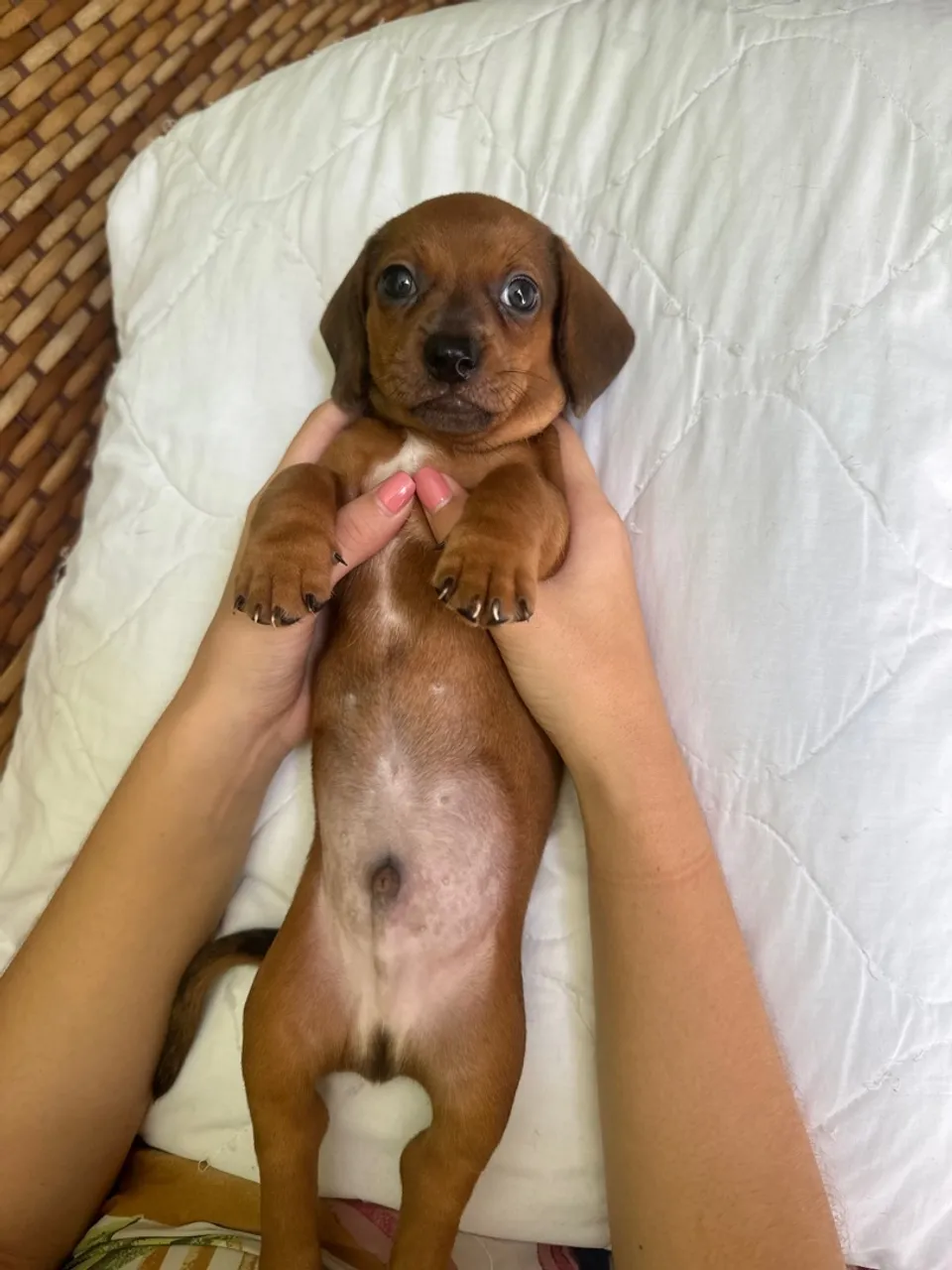 Filhote de Dachshund (salsichinha)