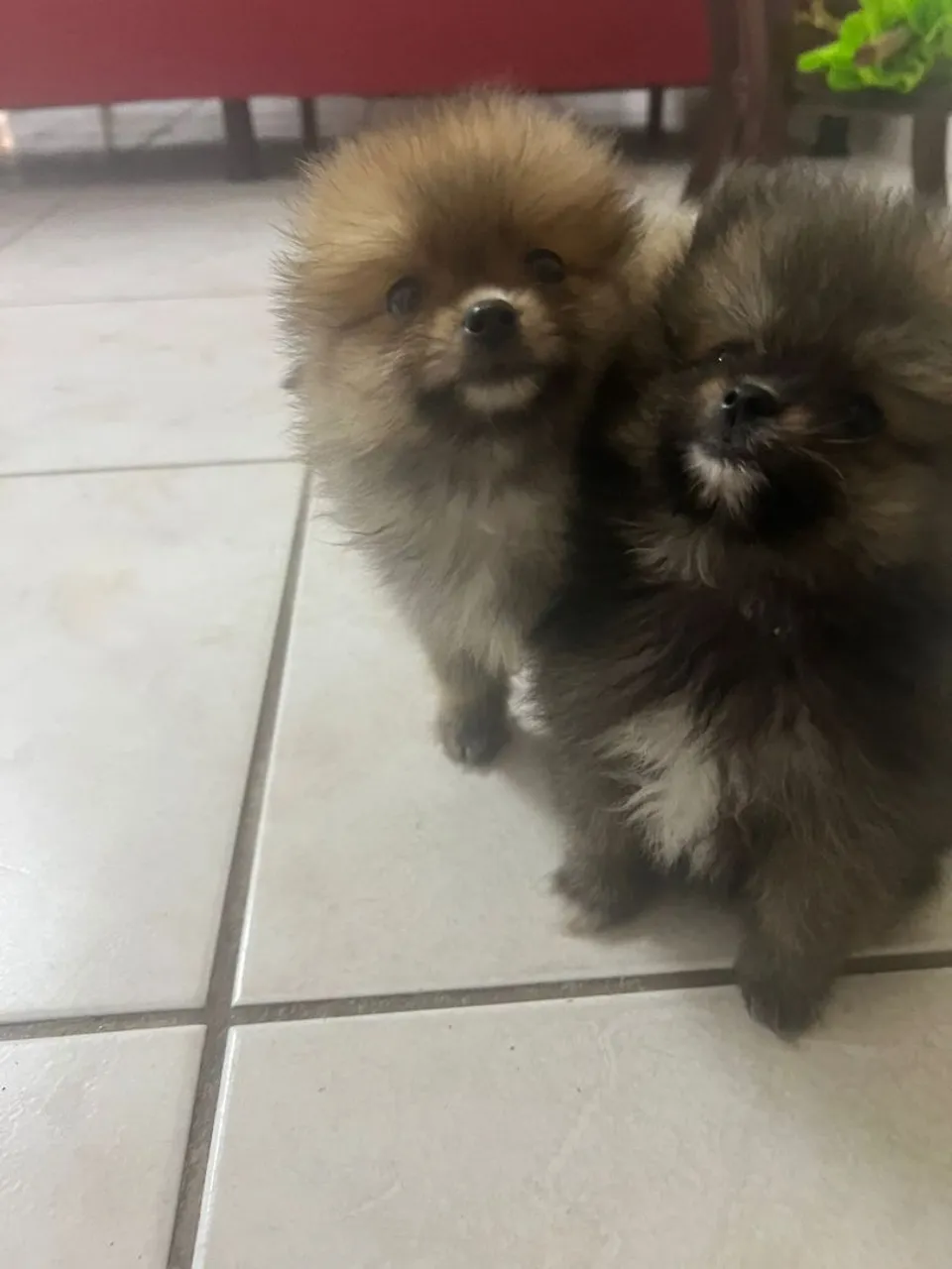 Filhotes de Spitz Alemão