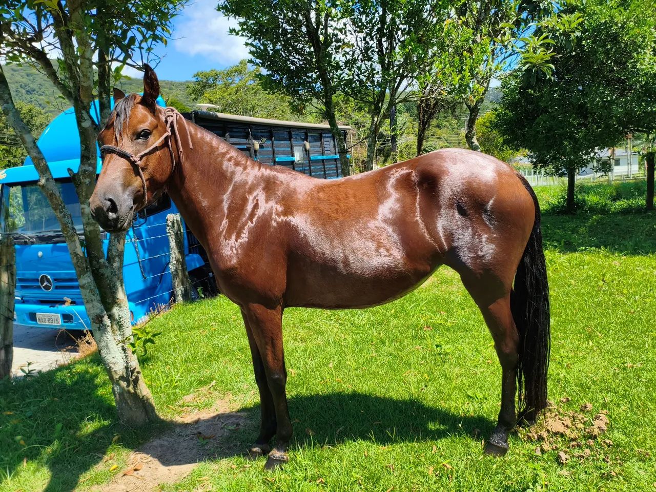 POTRA de marcha Picada  - Foto 4