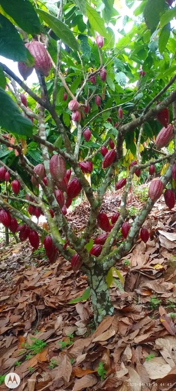 Fazenda em Itamaraty 300 hectares - Foto 3
