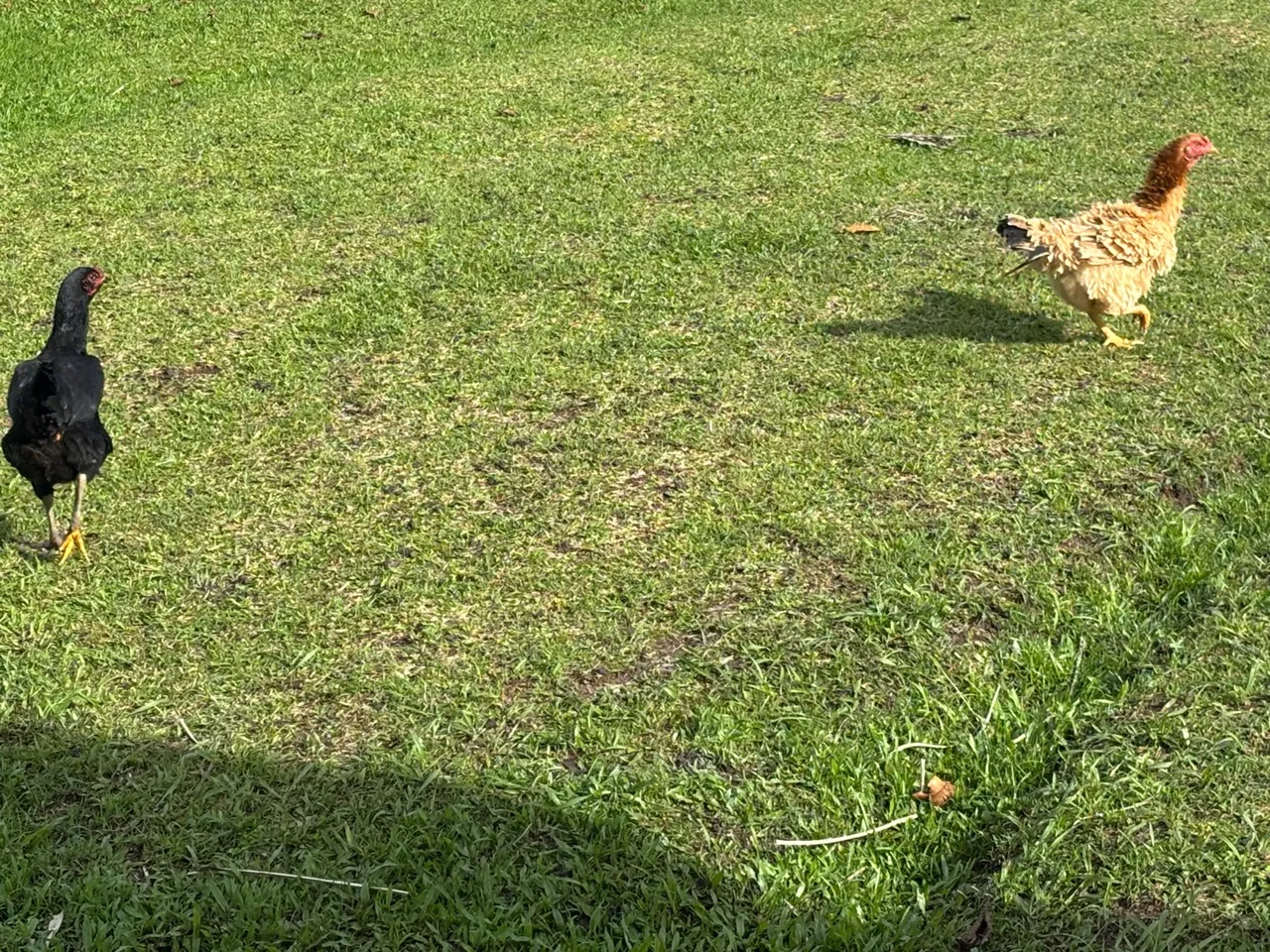 Vendo galinha, galos e 2 patas