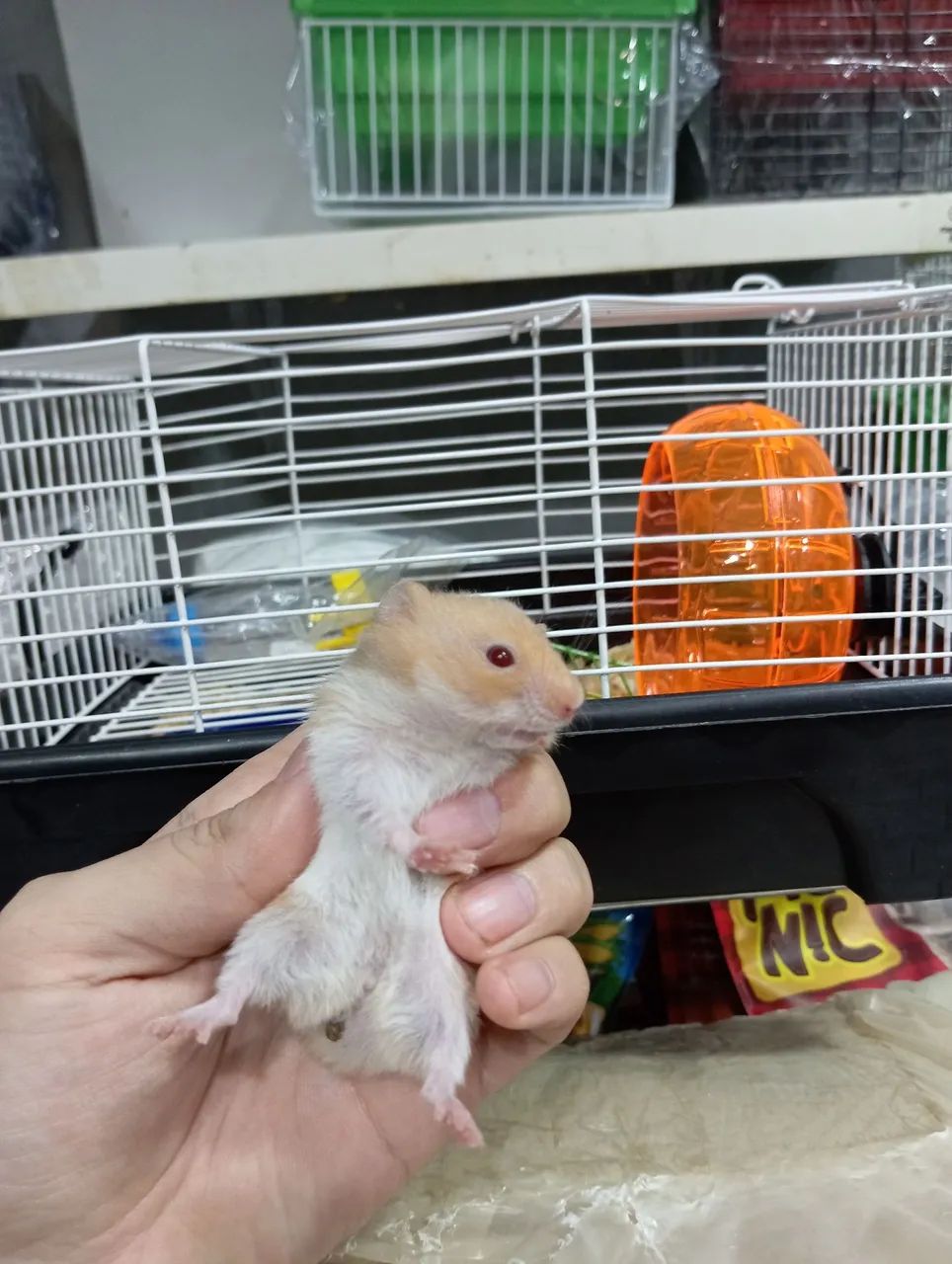 Gaiola + Hamster 