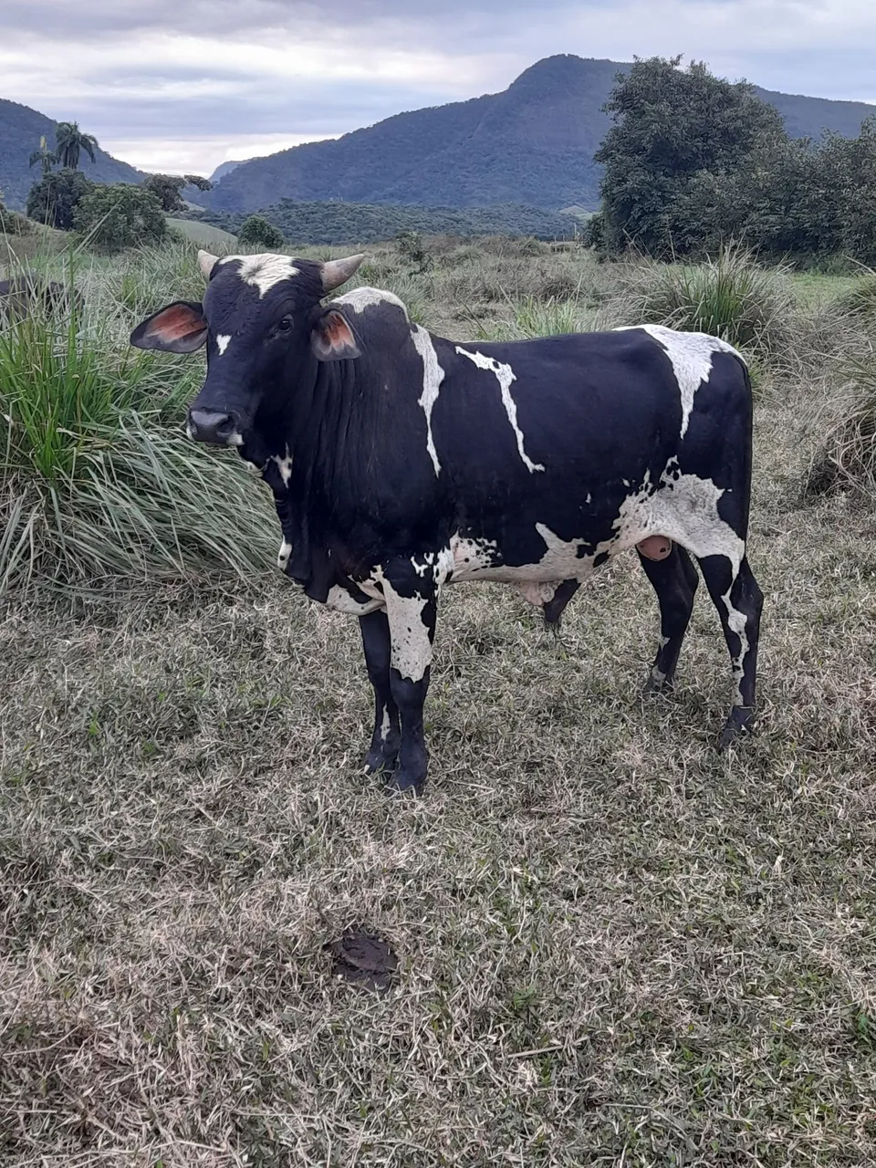 Vendo garrotes novos