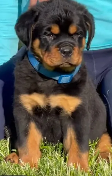 Filhotes saudáveis de Rottweiler - contato por WhatsApp