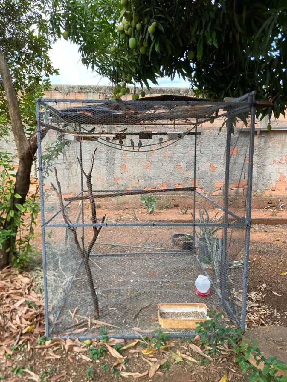 Viveiro grande64293083851266122