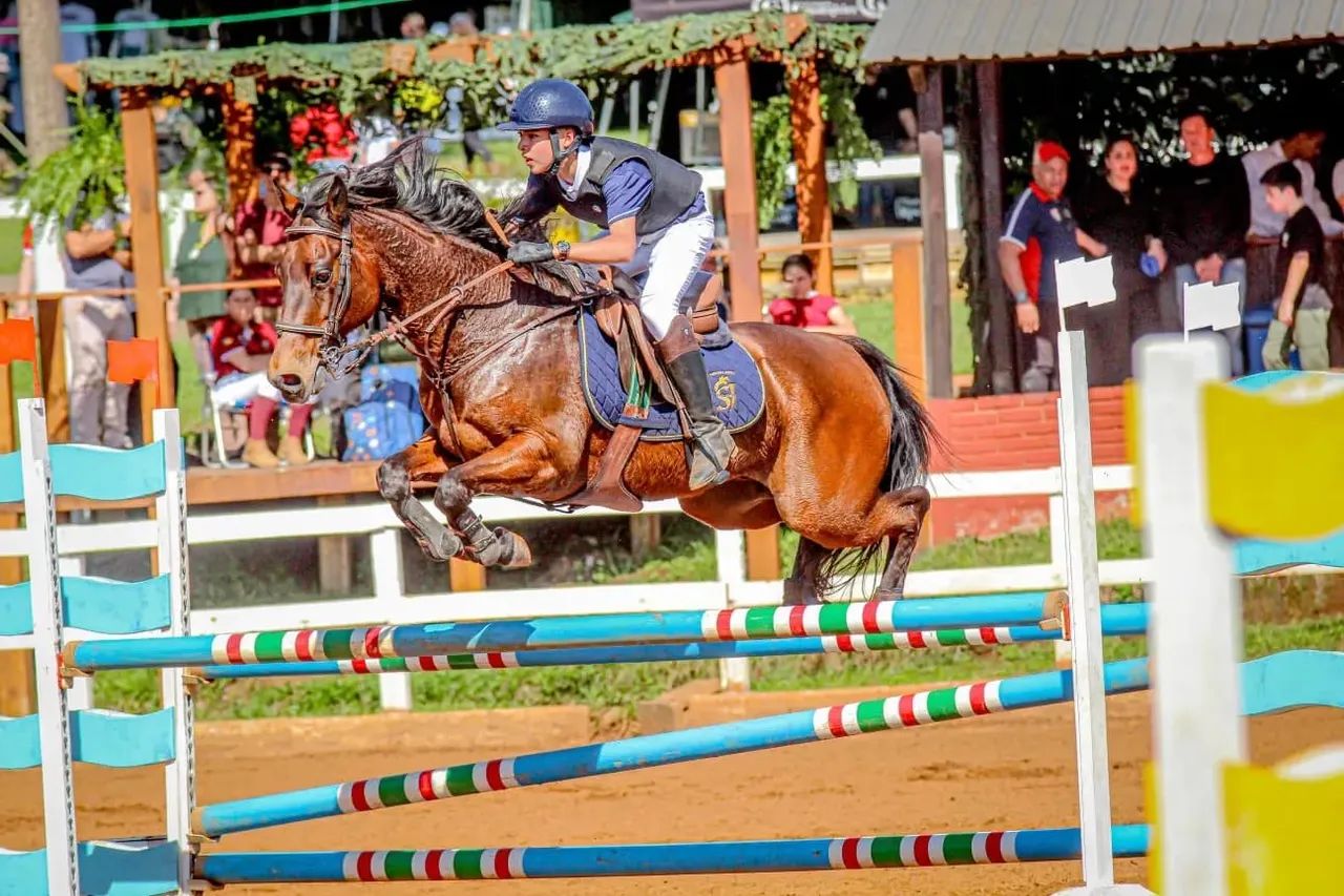 Cavalo de salto à venda - Foto 4