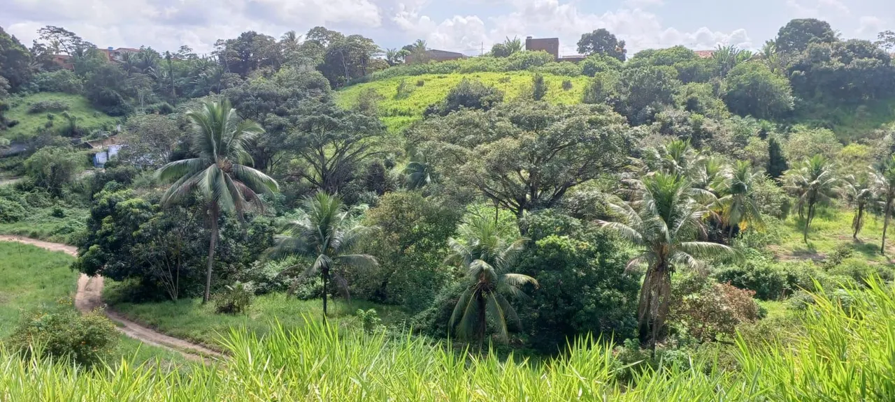 ÁREA BENEDITO BENTES II 4 HECTARES APENAS 550 MIL