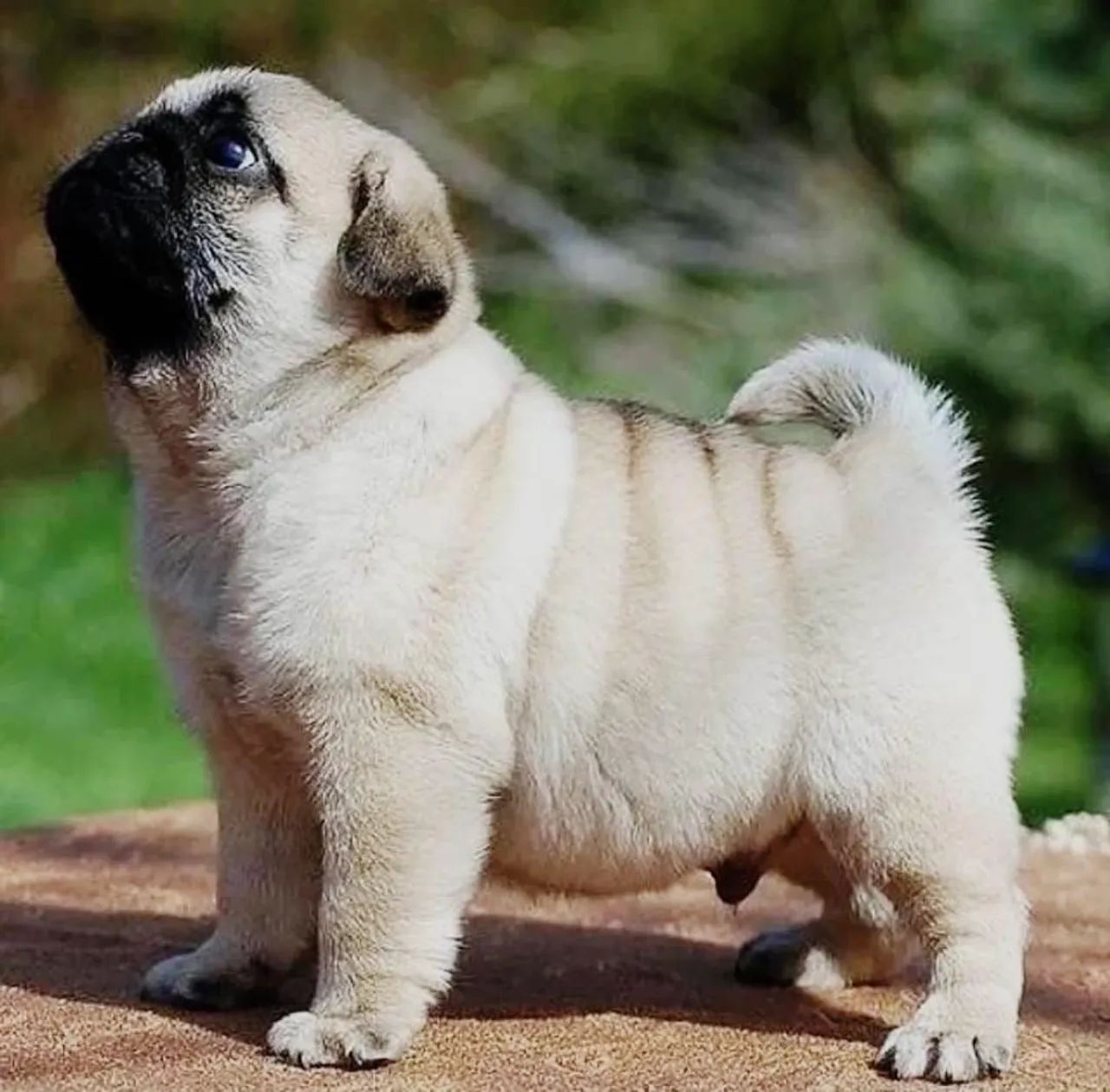 Pug com pedigree, aceito visitação e entrego. 