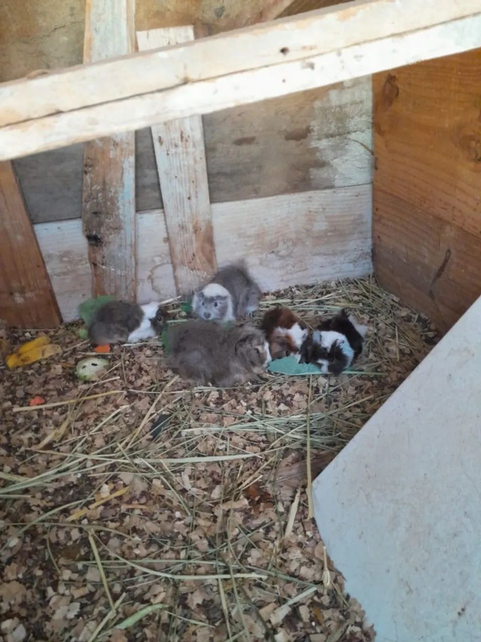 Vendo porquinho da india Peruano - Foto 4