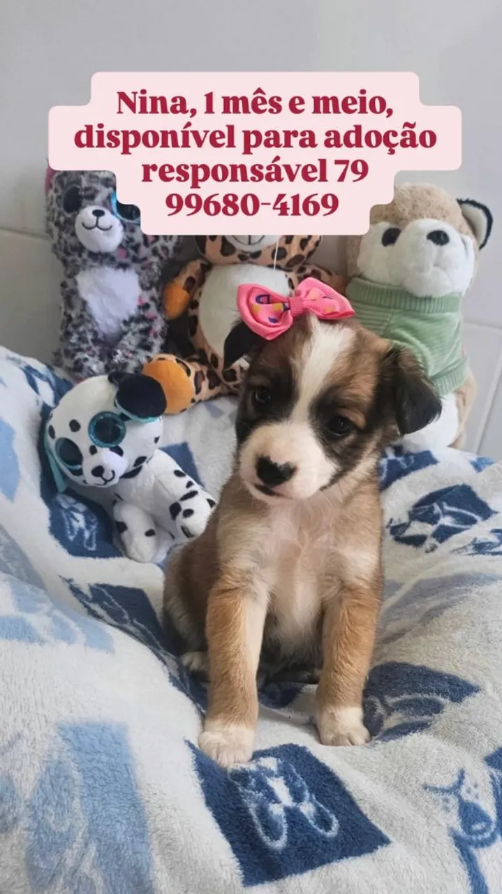 Filhote Nina para adoção responsável