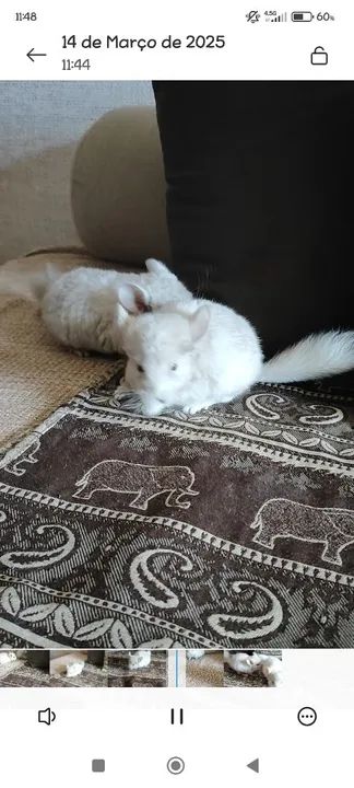 Filhotes de Chinchila  - Foto 3