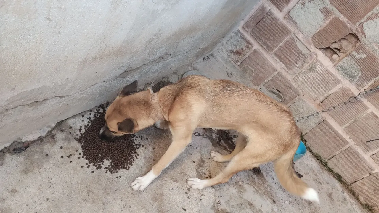Cachorra mestiça para adoção