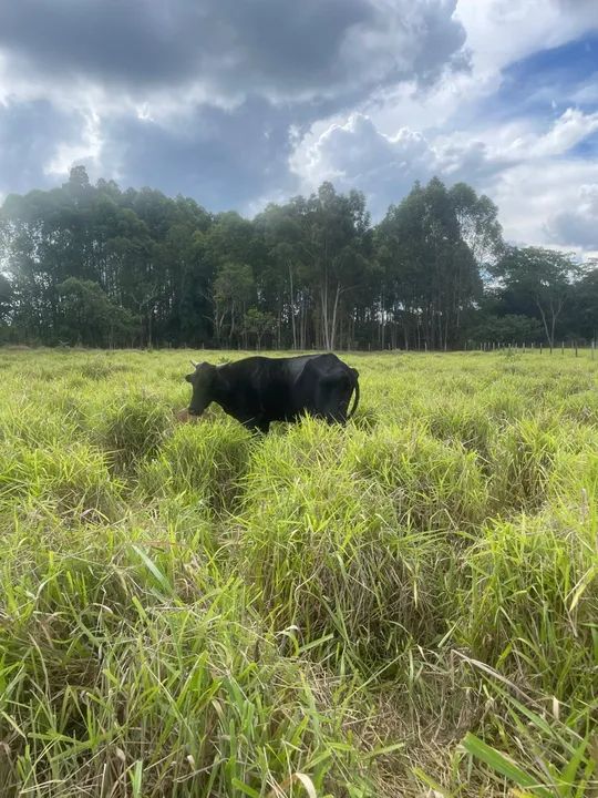 Vendo gado só vendo todos  - Foto 6