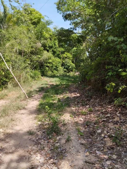 Chácara 3 alqueires (rio do peixe) - Foto 2