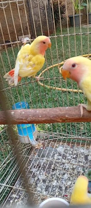 Gaiolas e acessórios - Foto 2