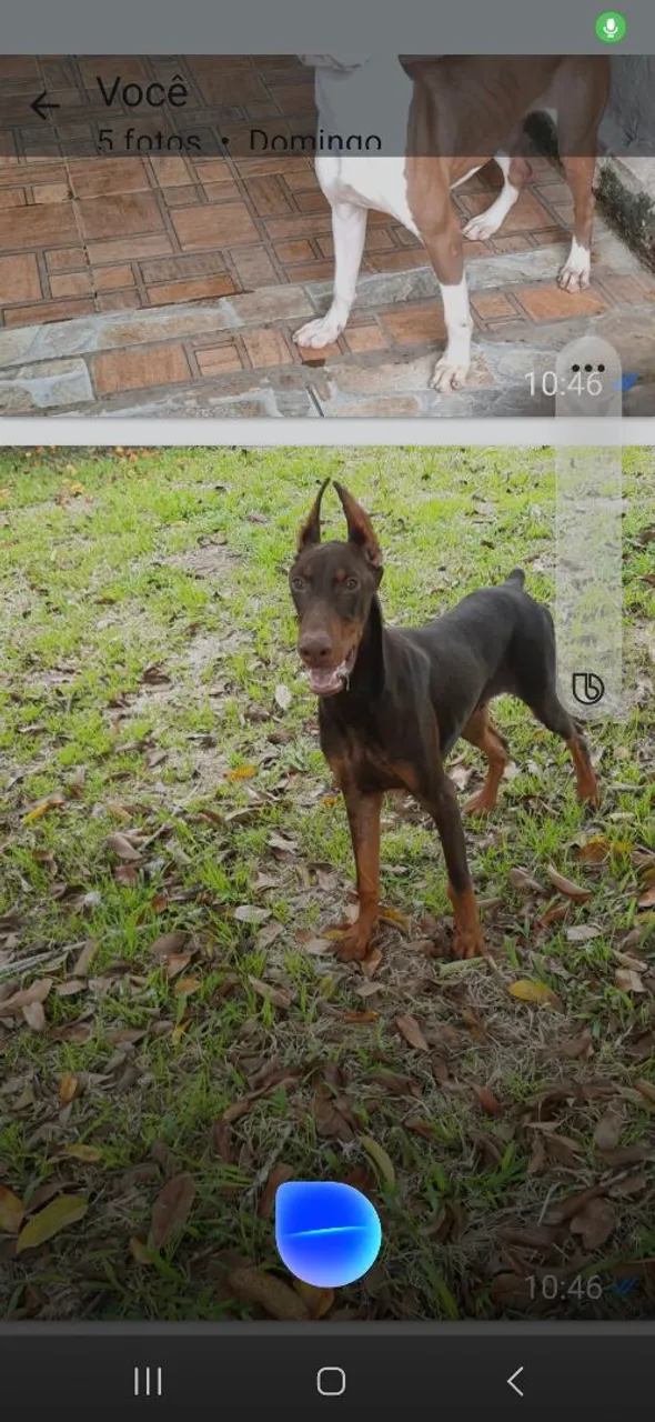 FILHOTE DE DOBERMAN EUROPEU