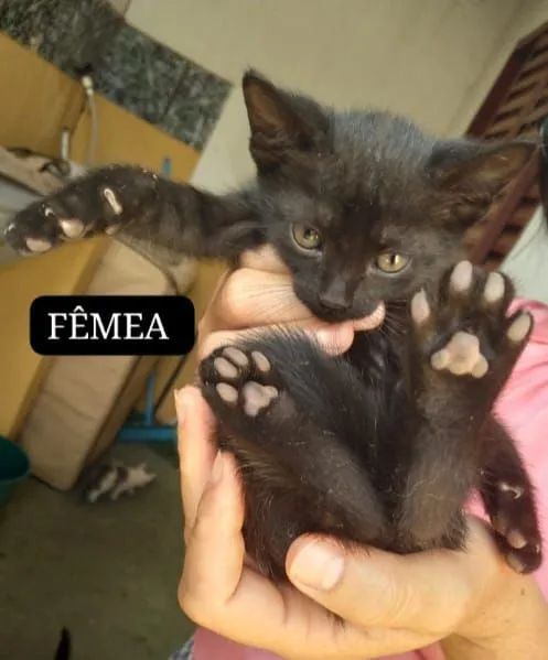 DOAÇÃO 3 FÊMEAS E 3 MACHOS - Foto 2